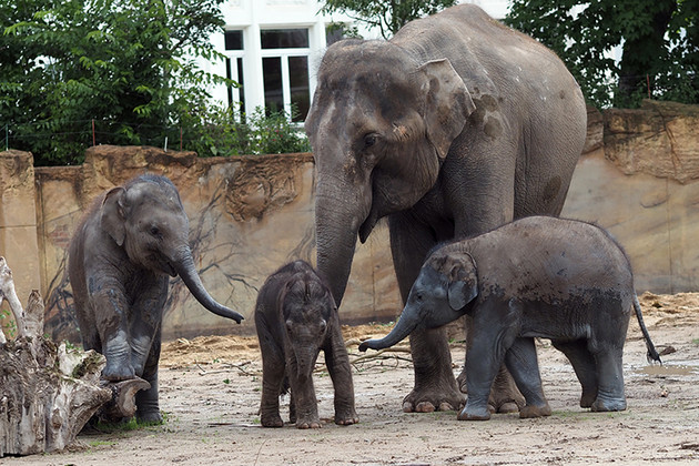 Drei Elefantenjungtiere mit einer ausgewachsenen Elefantenkuh im Freien in der Elefantenanlage im Zoo