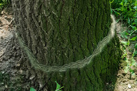 Viele Raupen des Eichenprozessionsspinners dicht nebeneinander an einem Baumstamm.