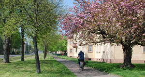 Radfahrer auf einem Weg in Mockau. Neben den zweistöckigen Mehrfamilienhäusern stehen viele Bäume. Ein Magnolie blüht rosa.