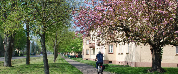 Radfahrer auf einem Weg in Mockau. Neben den zweistöckigen Mehrfamilienhäusern stehen viele Bäume. Ein Magnolie blüht rosa.