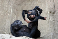 Zwei Schimpansen spielen miteinander. Der jüngere Schimpanse wird von seiner Mutter mit den Füßen hochgehalten.