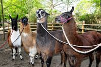 Vier Lamas mit Halfter stehen in einem Gehege mit Holzzaun.