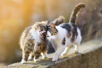 Zwei aneinander gekuschelte Katzen laufen über eine Mauer im Außenbereich.