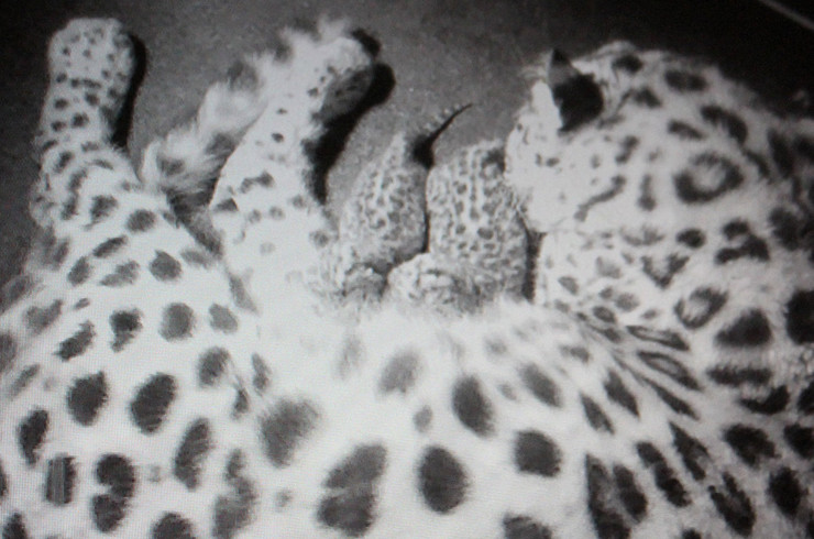Bild einer Überwachungskamera im Zoo Leipzig, das die Amurleopardin Mia mit Jungtieren zeigt