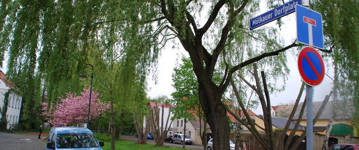 Der Dorfplatz in Mölkau mit vielen Bäumen. Die alte Dorfstruktur ist noch erkennbar.