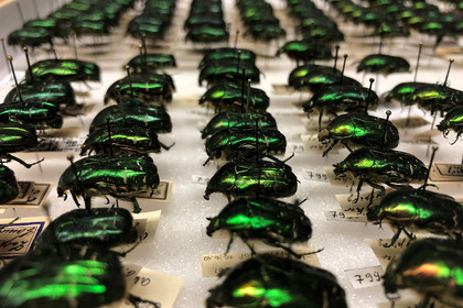 Blick in Sammlungskasten mit grünlich leuchtenden Käfern