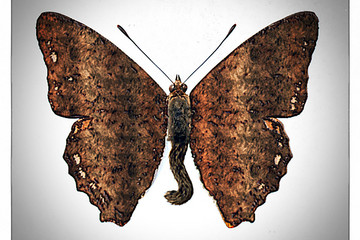 Ein ungewöhnlicher Schmetterling mit längerem Körper.