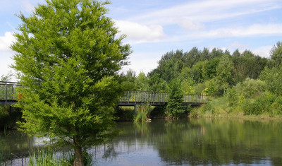 Eine junge Sumpfzypresse steht im Sommerzustand am Ufer des Waldsees Lauer. Im Hintergrund ist eine Brücke zu sehen, die den südwestlichen Zipfel des Sees überspannt. 