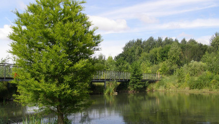 Eine junge Sumpfzypresse steht im Sommerzustand am Ufer des Waldsees Lauer. Im Hintergrund ist eine Brücke zu sehen, die den südwestlichen Zipfel des Sees überspannt. 