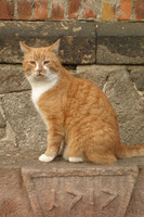rot-braune Katze mit weißem Hals