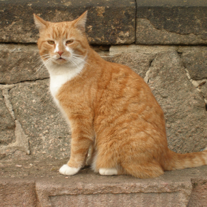 rot-braune Katze mit weißem Hals