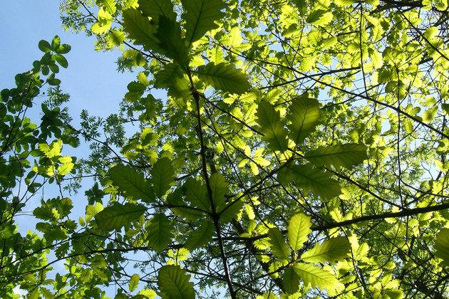 Baumblätter von unten gegen den Himmel