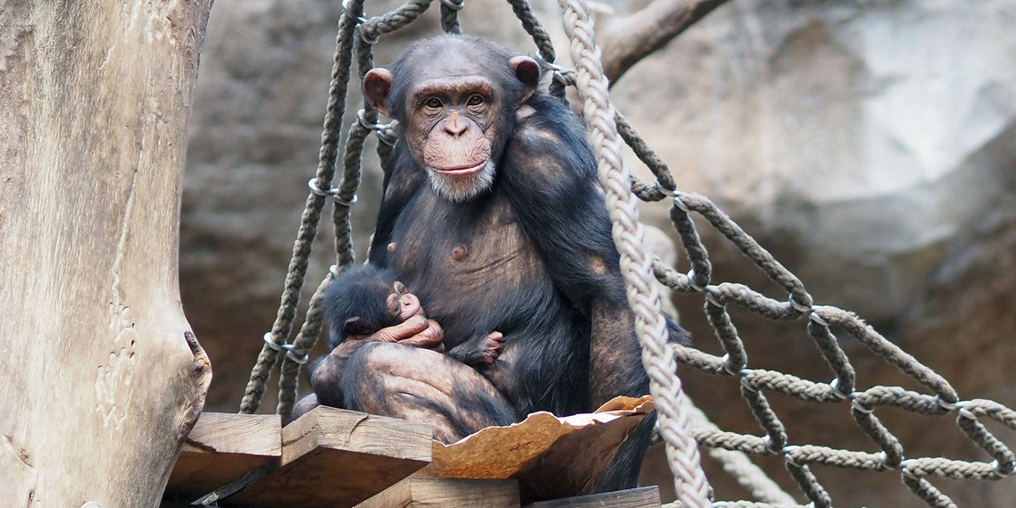 Eine Schimpansin mit einem Jungtier sitzt in einem Kletternetz. 