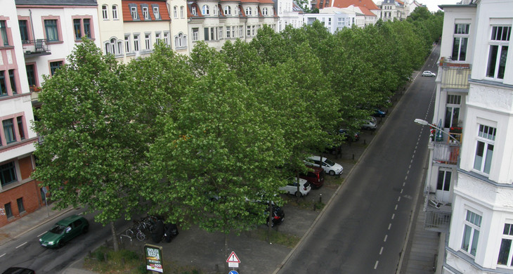 Straßenbäume auf dem Mittelstreifen einer Straße
