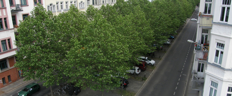 Straßenbäume auf dem Mittelstreifen einer Straße