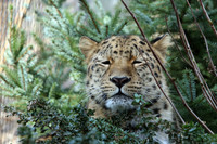 Ein Leopardenkopf zwischen Gebüsch. Der Leopard hat die Augen halb geöffnet und schaut schläfrig.