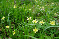 Die gelben Blüten des Leipziger Windröschen im Gras
