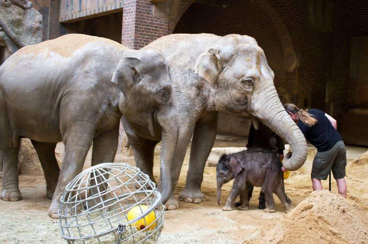 Zwei große Elefanten und ein kleiner Babyelefant im Elefantentempel im Leipziger Zoo.