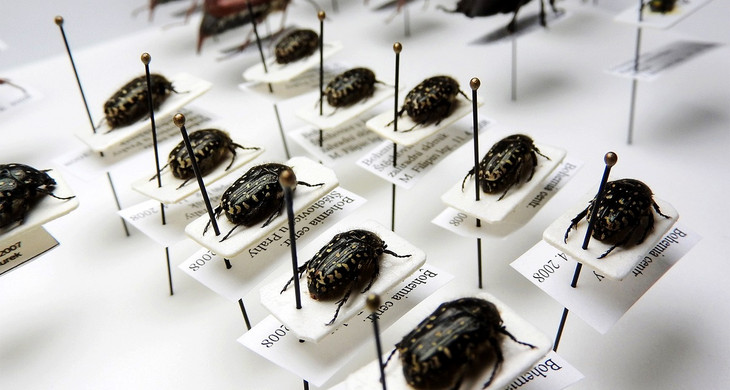 Auf weißen Papier sind diverse Käfer mit einer Nadel fixiert und mit Klassifizierungen versehen