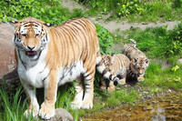 Tiger mit zwei Jungtieren auf der Aussenanlage im Leipziger Zoo