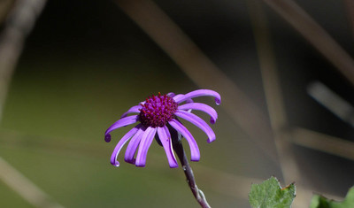 Lila Blüte in der Natur