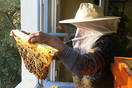 Eine Imkerin mit Schutzkleidung hält eine Bienenwabe hoch.