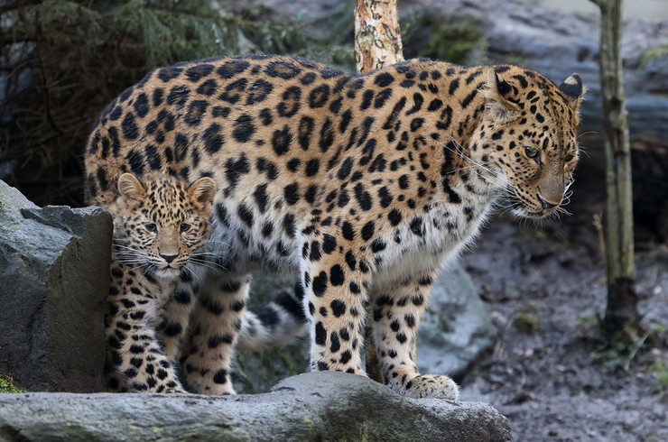 Eine gefleckte Armurleopardin mit ihrem Jungtier 