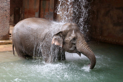 Elefant steht im Wasserbecken und duscht.