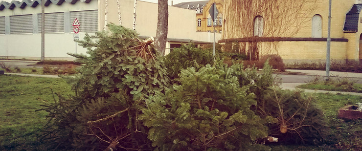 mehrere ungeschmückte Weihnachtsbäume liegen auf einer Wiese zur Abholung bereit