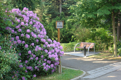 Weg in die II. Abteilung des Südfriedhofes neben einem blühenden Rhododendronbusch