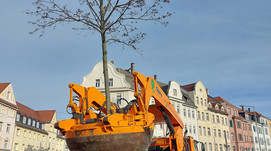 Baustart Gorkistraße: Stadt versetzt zwei Großbäume
