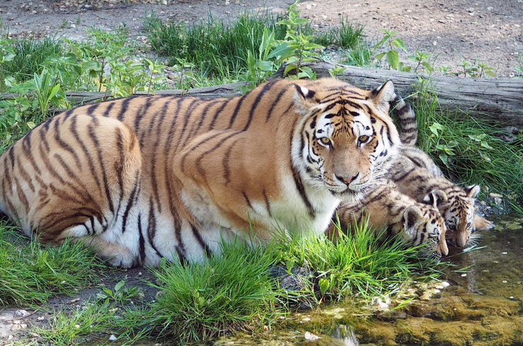 Ein erwachsener Tiger mit zwei Jungieren an einer Wasserfläche im Zoo Leipzig