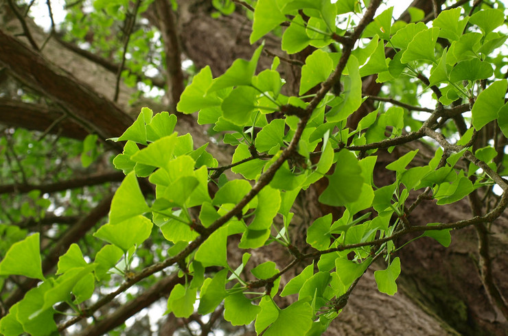 Mehrere Blätter des Ginkgobaumes mit Baum im Hintergrund