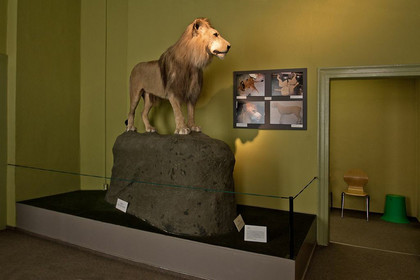 Löwe Tamrin Naturkundemuseum