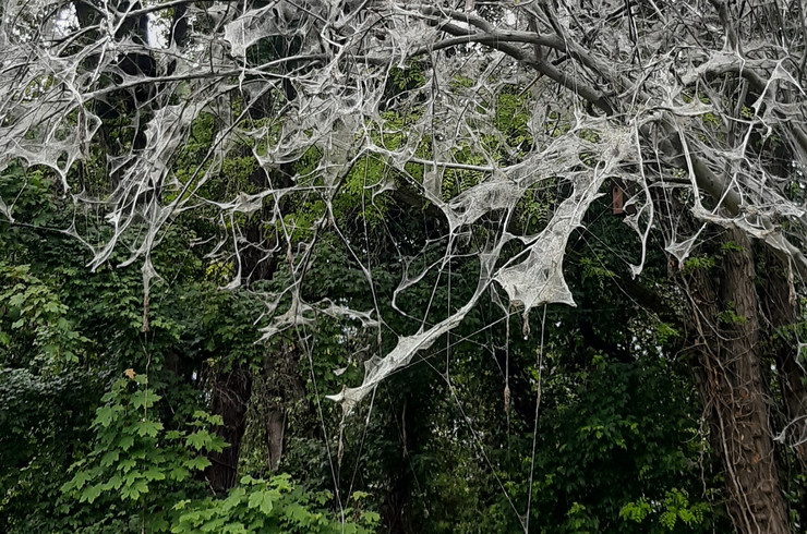 Baum weiß umgarnt durch das Netz der Motte
