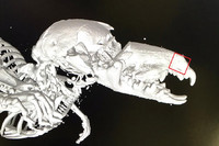 CT-Bild eines Spitzmauskopfes