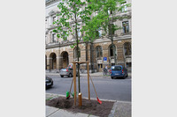 Ein neu gepflanzter Baum steht mit Holzstützen am Straßenrand