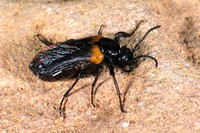 Schwarzer Käfer mit gelbem Flügelansatz