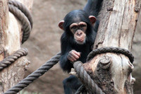 Ein junge Schimpanse klettert auf einem Kletterbaum und schaut den Betrachter an.