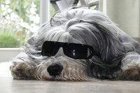 schlafender Hund mit Sonnenbrille