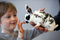 Kind streichelt Kaninchen