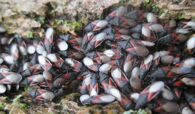 in einer Steinspalte tummeln sich hunderte der rot-weißen Käfer