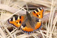 orange-brauner Schmetterling "Kleiner Fuchs"