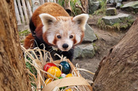 Vor einem Roten Panda steht ein Osterkörbchen mit Ostereiern.