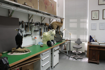 Präparationswerkstatt im Naturkundemuseum Leipzig