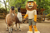 Ein Mensch im Kostüm des Zoo-Maskottchens (ein Löwe) mit zwei Lamas an der Leine