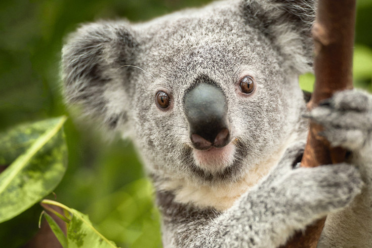 Ein Koala hält sich an einem Ast fest und schaut in Richtung des Betrachters