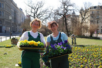 Mitarbeiterinnen der Abteilung Grünanlagen des städtischen Eigenbetriebes Stadtreinigung bei der Pflanzung von Stiefmütterchen