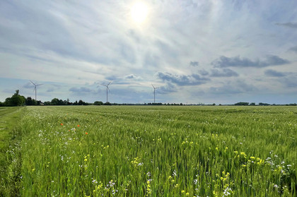 Grünes Weizenfeld mit drei Windrädern im Hintergrund