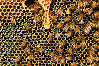 Nahaufnahme eines Bienenstocks mit mehreren Bienen. 